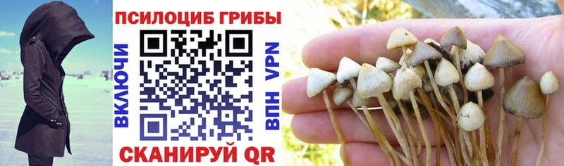 Галлюциногенные грибы Psilocybe Шебекино
